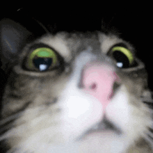 a close up of a cat 's face with green eyes and a pink nose