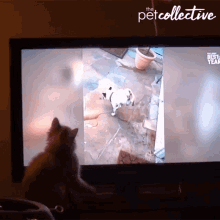 a cat is looking at a dog on a television screen that says the petcollective