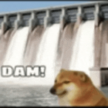 a dog is sitting in front of a dam with the words dam written on the bottom