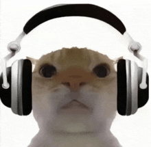 a cat is wearing headphones and making a funny face