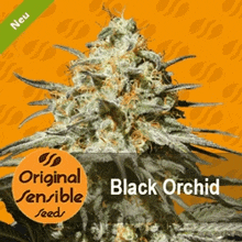 a picture of a marijuana plant called black orchid by original sensible seeds