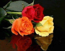 three roses , red , orange and yellow , are sitting on a table with their reflection in the water .