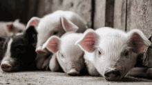 a group of pigs are laying on the ground and looking at the camera