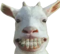 a white goat with braces on its teeth