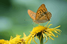 a butterfly sits on a yellow flower with a green background