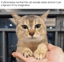 a cat being held in someone 's hand with the caption " it still amazes me that this cat actually exists