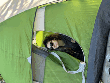 a woman wearing sunglasses is sticking her head out of a tent