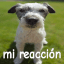 a pixelated image of a dog with the words mi reaccion in the bottom right corner