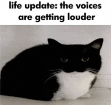 a black and white cat is sitting on a table with the words `` life update : the voices are getting louder '' above it .