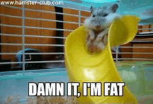 a hamster is riding a yellow slide in a cage with the words `` damn it , i 'm fat '' .