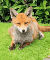 a close up of a fox laying in the grass with its eyes closed
