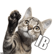 a cat with a paw up and the word ib written on it