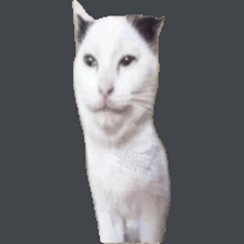 a close up of a white cat with black ears