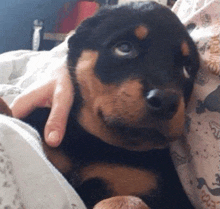 a person is holding a puppy in their arms and the puppy is looking at the camera .