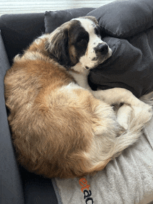 a brown and white dog laying on a couch with a blanket that says pet ac