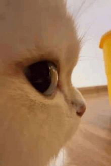 a close up of a white cat 's eyes looking at a yellow object .
