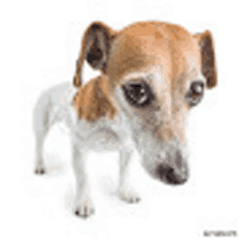 a small brown and white dog standing on a white background .