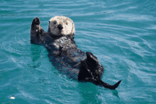 a sea otter floating on its back in the ocean