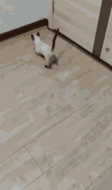 a cat is jumping in the air in a room next to a door