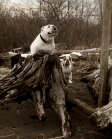 two dogs are standing on a tree stump and one is looking up