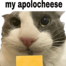 a gray and white cat is holding a piece of cheese and says my apolo cheese