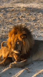 a lion and a cub are laying on the ground in the dirt .