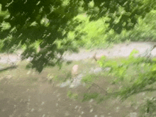 a blurry picture of a path in the woods with trees in the background .