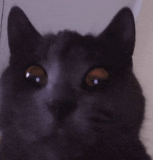 a close up of a cat 's face with its eyes wide open