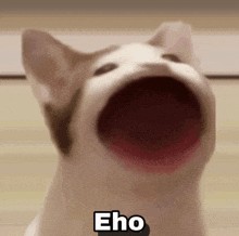 a close up of a cat with its mouth open and the word eho written below it .