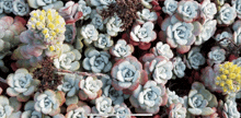 a bunch of succulent plants with white flowers