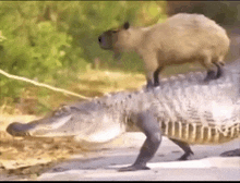 a capybara is standing on top of an alligator .