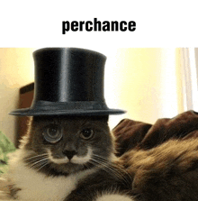 a cat wearing a top hat with the word perchance on the bottom