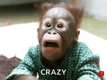 a baby monkey wearing a green shirt with the word crazy on the bottom right