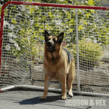 a german shepherd is standing in front of a hockey net with the words hudson & rex written on the bottom