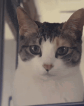 a close up of a cat 's face with a blurred background