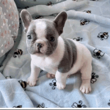 a small puppy laying on a blanket with bees on it