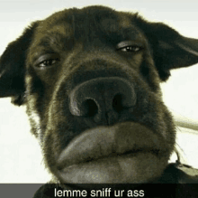 a close up of a dog 's face with a caption that says lemme sniff ur ass