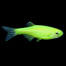 a small green fish with a black tail is swimming in a tank .