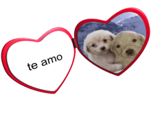 a heart shaped photo frame with two puppies and the words te amo on it