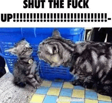 a cat and a kitten are looking at each other in a basket .