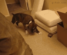 a dog is standing on its hind legs in a room with boxes and a mattress ..