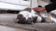 a cat is laying on its back on a rug being petted by a person