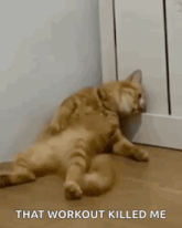 a cat laying on the floor with the words that workout killed me