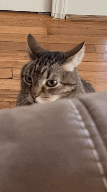 a cat is laying on a wooden floor and looking over a couch