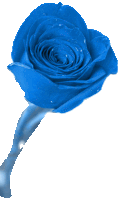 a close up of a blue rose with water drops on it