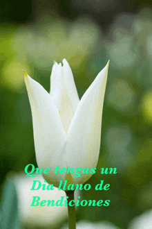 a white flower with the words que tengas un dia lleno de bendiciones on the bottom