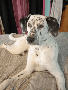 a dalmatian dog is laying on a bed with a patterned blanket