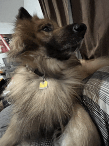 a dog with a yellow tag around its neck looks at the camera