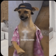 a dog wearing a pink shirt and a hat is dancing .