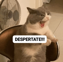 a cat is sitting in a chair with its mouth open and a sign that says despertate !!!